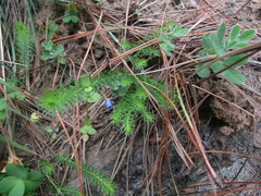 Cliococca
