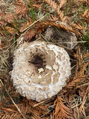 Rhacodium