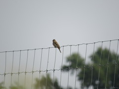 Passerina amoena
