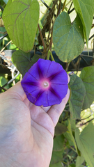 Ipomoea purpurea