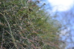 Ephedra tweedieana