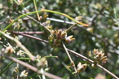 Ephedra tweedieana