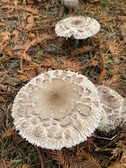Rhacodium