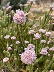 Sorocephalus lanatus