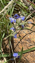 Eriastrum sapphirinum