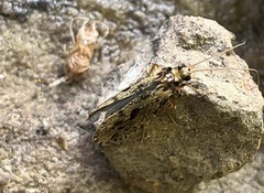 Insecta