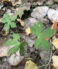 Geranium thunbergii