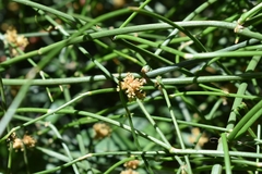 Ephedra tweedieana