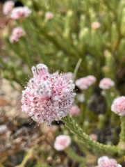 Sorocephalus lanatus