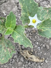 Solanum physalifolium nitidibaccatum
