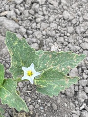 Solanum physalifolium nitidibaccatum