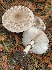 Rhacodium