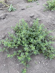 Solanum physalifolium nitidibaccatum