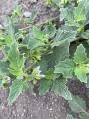 Solanum physalifolium nitidibaccatum