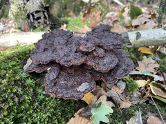 Hymenochaete rubiginosa