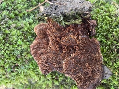 Hymenochaete rubiginosa