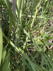 Cortaderia