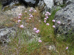 Armeria sampaioi