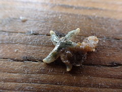 Evasterias troschelii