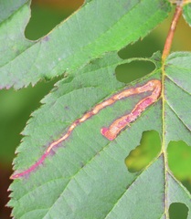 Agromyza