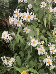 Montanoa leucantha