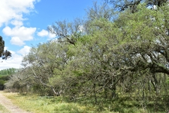 Celtis tala