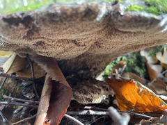 Coriolopsis gallica