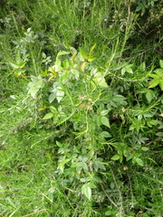 Rosa sempervirens