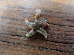 Evasterias troschelii