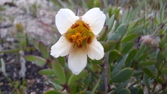 Roepera sessilifolia