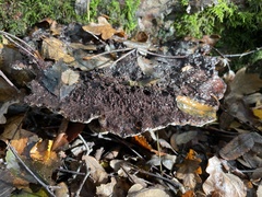Coriolopsis gallica