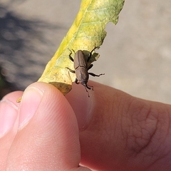 Sphenophorus coesifrons