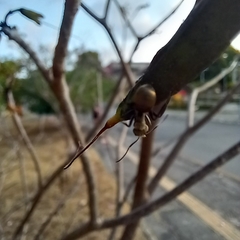 Camponotus arboreus