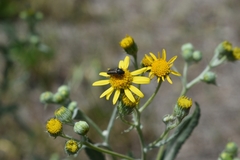 Astylus quadrilineatus