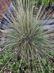 Muhlenbergia dubia