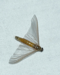 Ephemeroptera