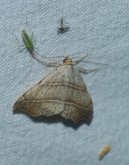 Laspeyria flexula