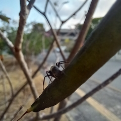 Camponotus arboreus