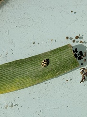 Propylea quatuordecimpunctata