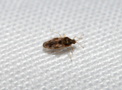 Monosteira unicostata