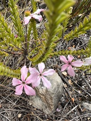 Acmadenia tetragona