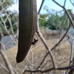 Camponotus arboreus
