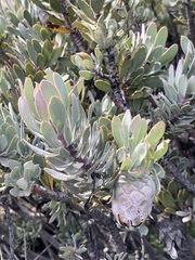 Protea pendula
