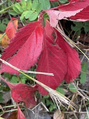 Parthenocissus quinquefolia