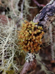 Plenogemma phyllantha