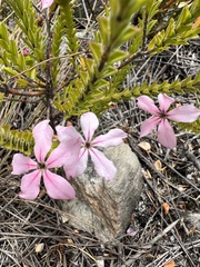 Acmadenia tetragona
