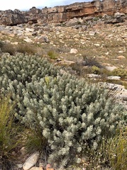 Protea pendula