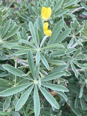 Lupinus arboreus