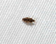Monosteira unicostata