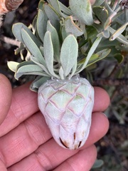 Protea pendula
